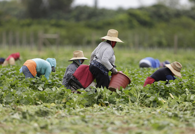 Farmworkers pick beans in a field.